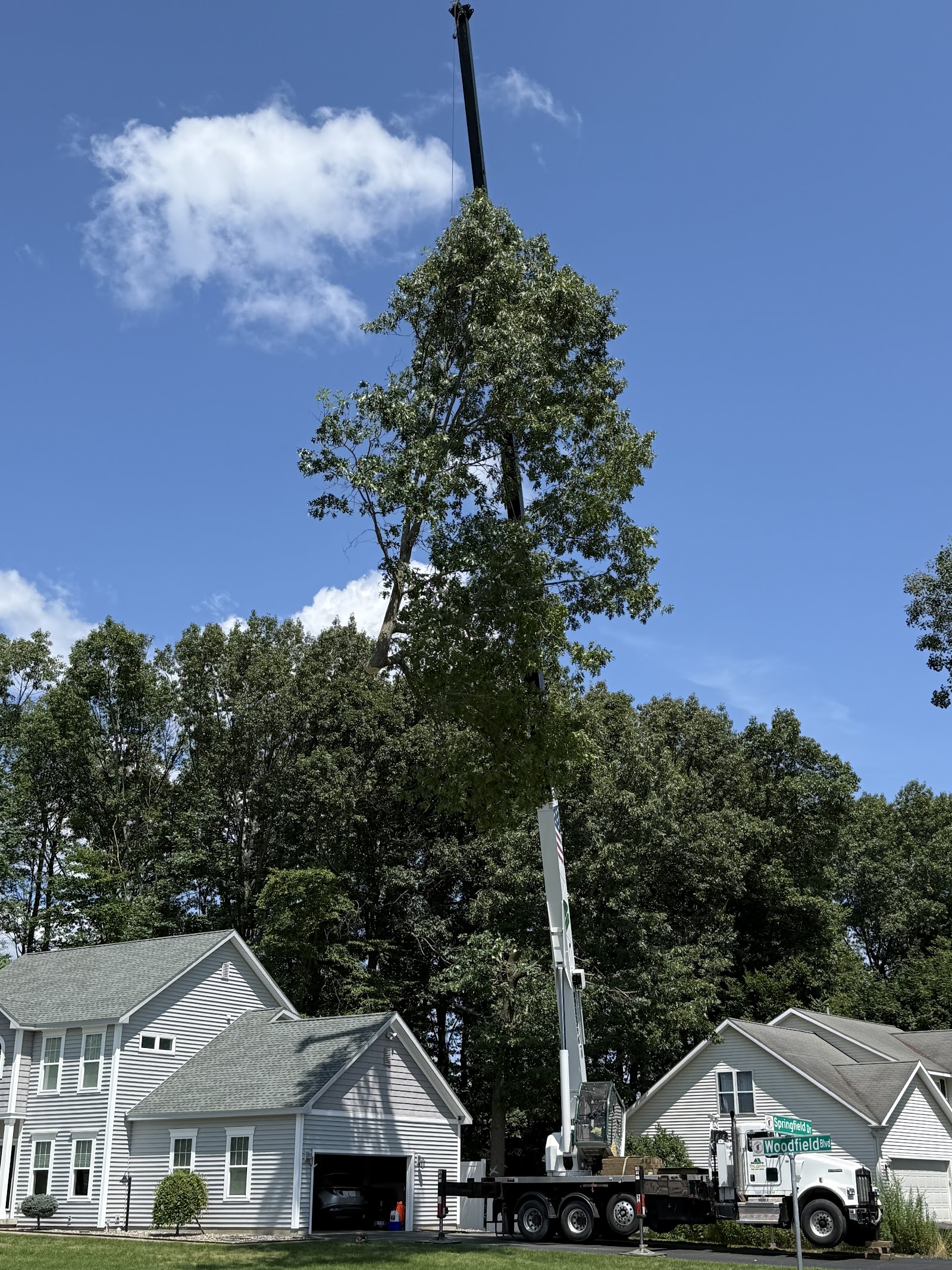 Moore's Tree Service & Company — photo 1