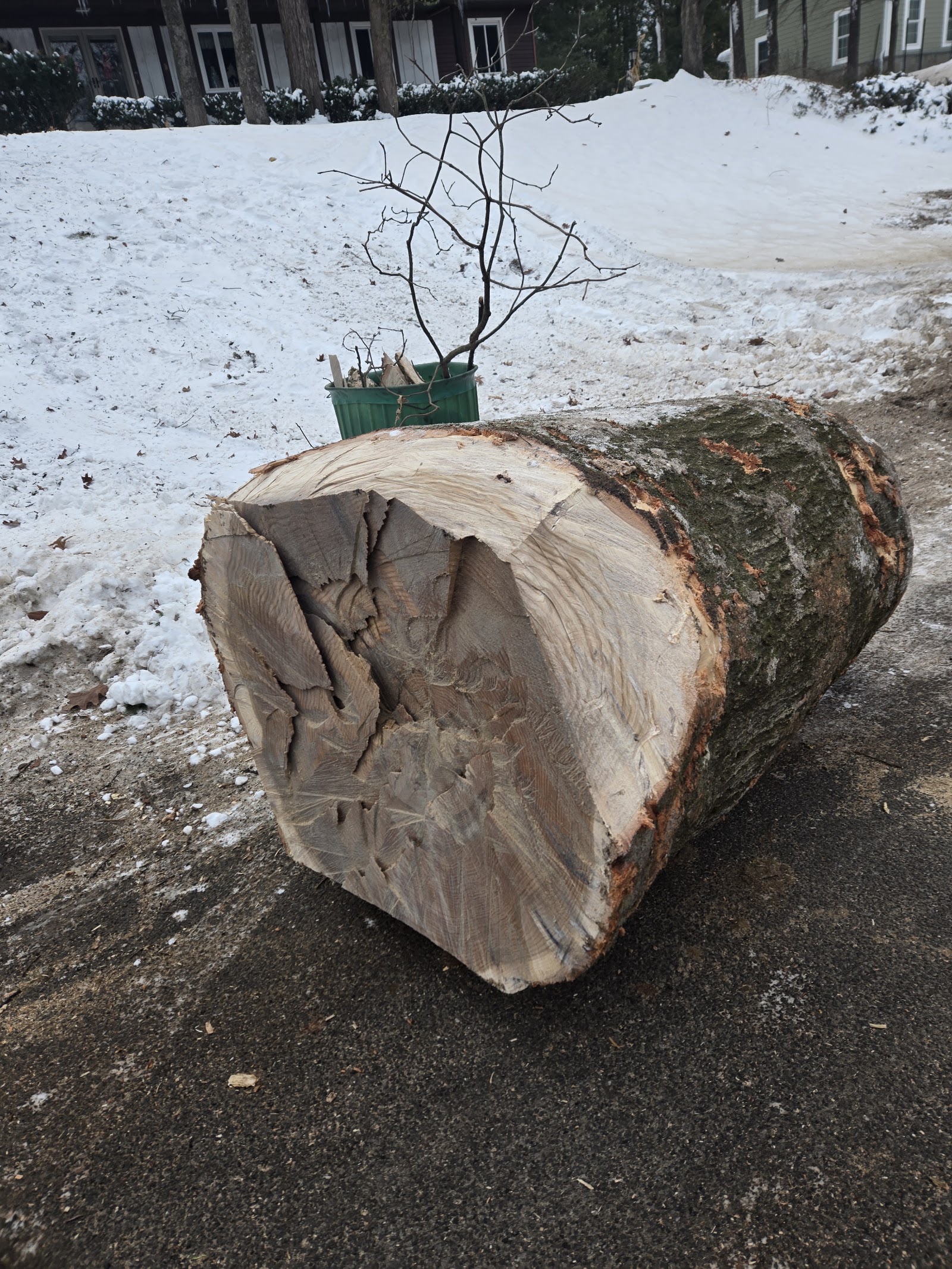 Moore's Tree Service & Company — photo 4
