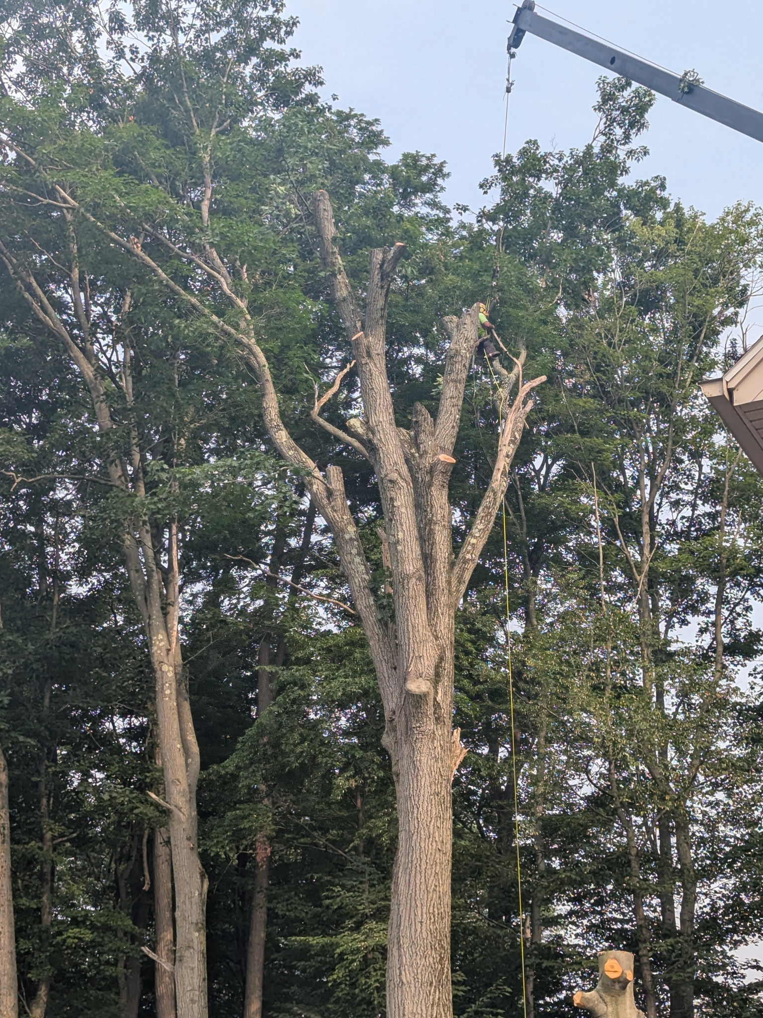 Moore's Tree Service & Company — photo 6